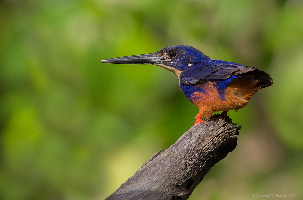 Azure Kingfisher