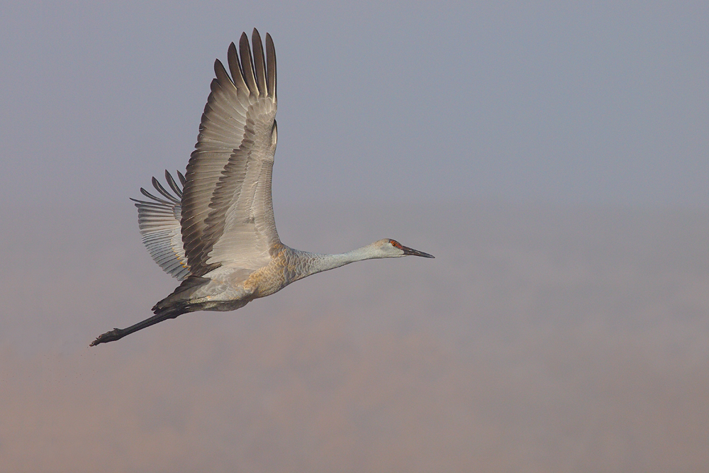 Sandhill in the Fog