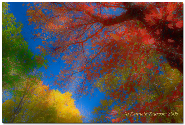 Oaks and Maples