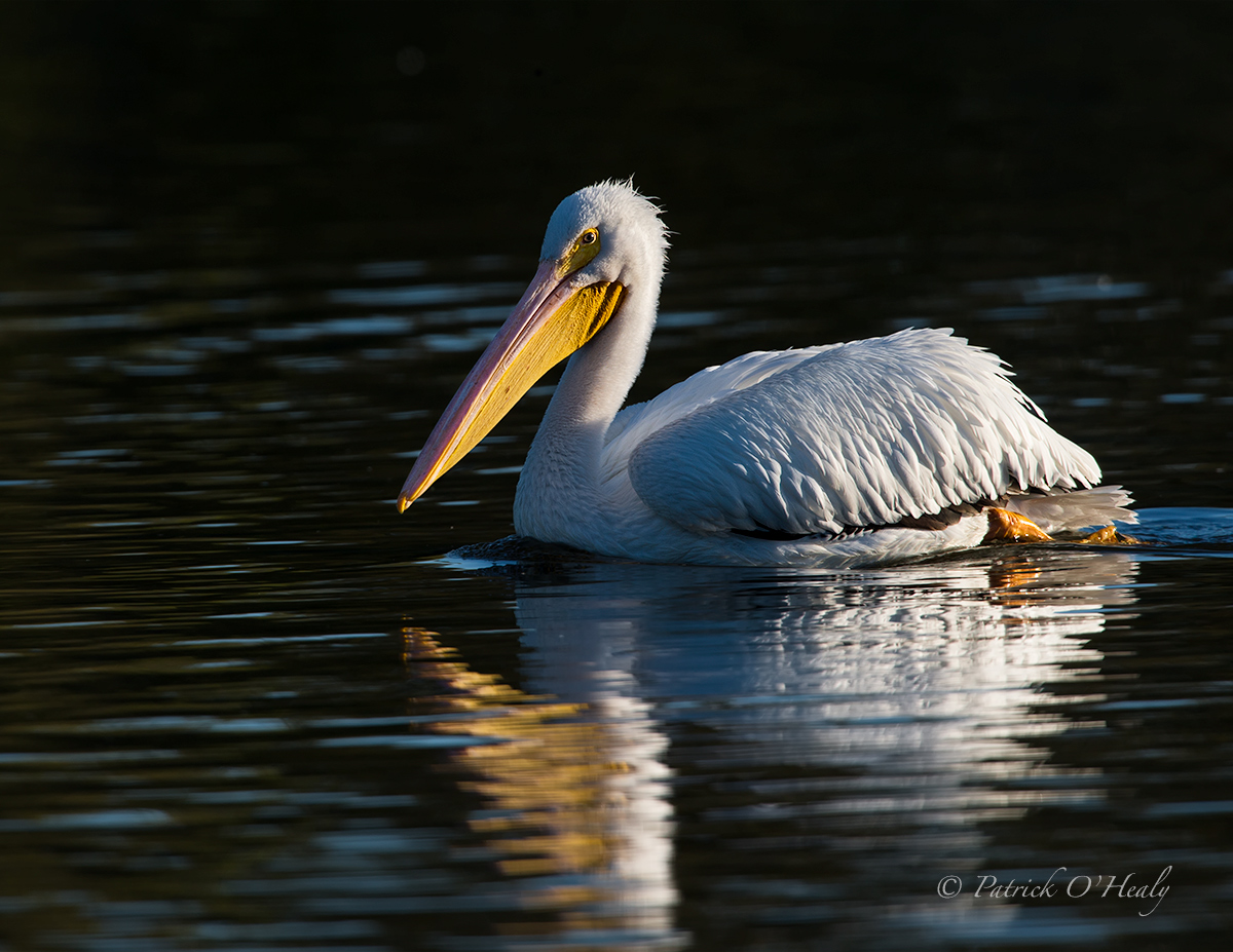 White Pelican