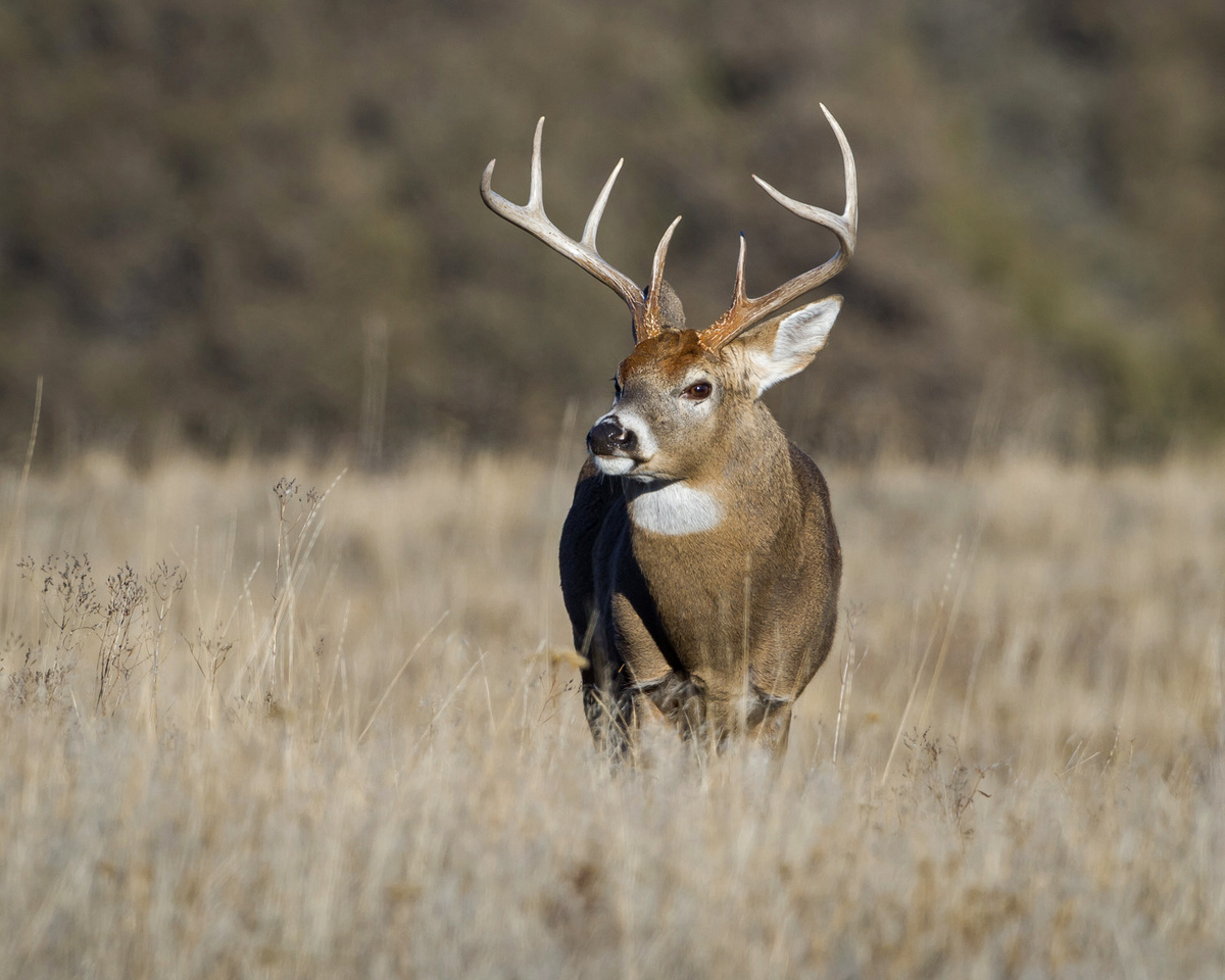 Whitetail Buck