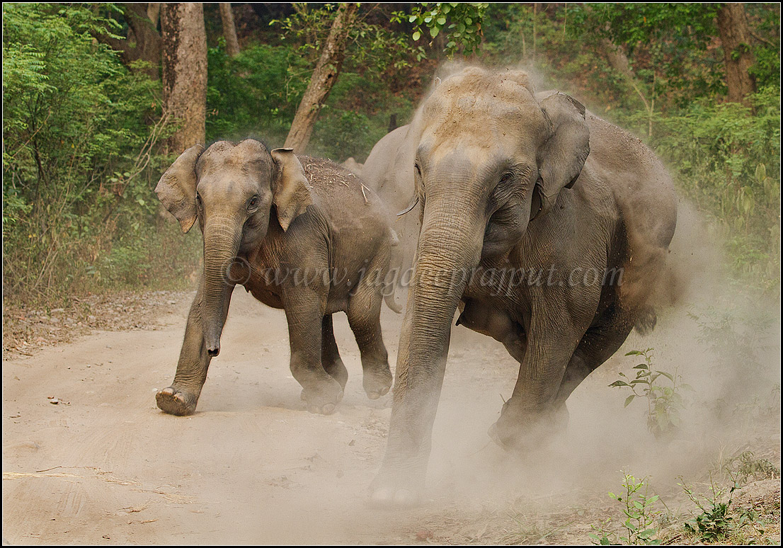 Friendly Elephants