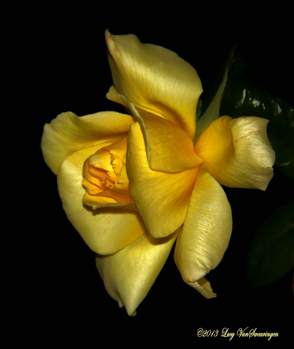 Luminous Yellow w/ Re-post