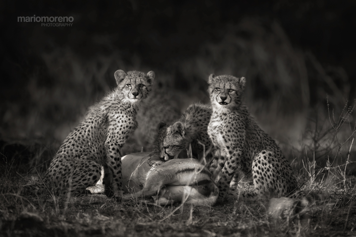 The Cheetah Cubs