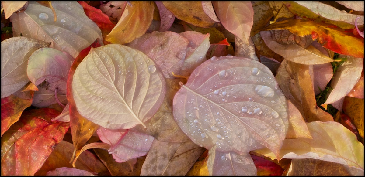 Autumn Tears