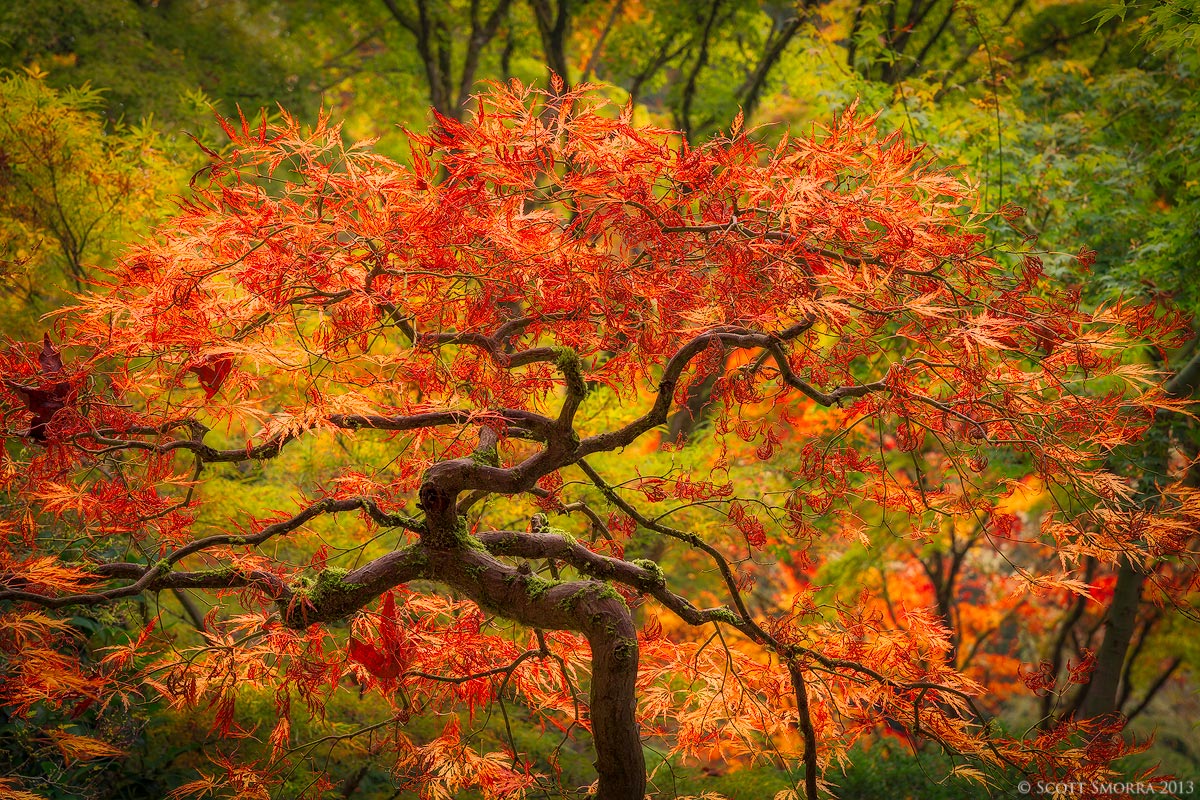 Fire Tree