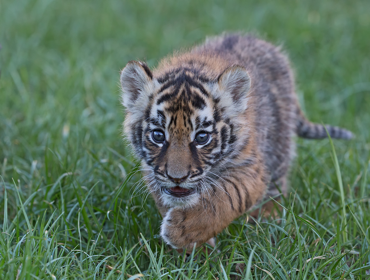 Tiger Cub