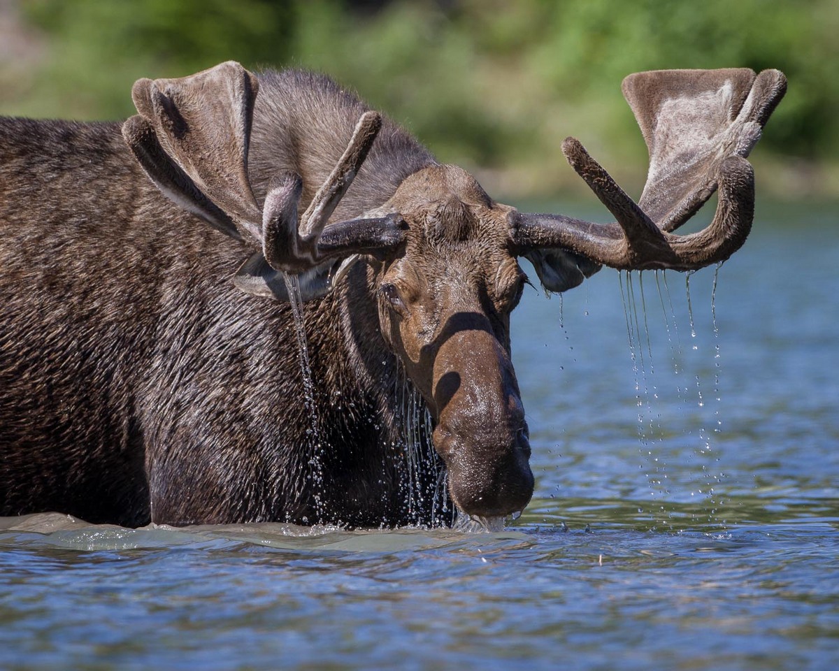 Bull Moose
