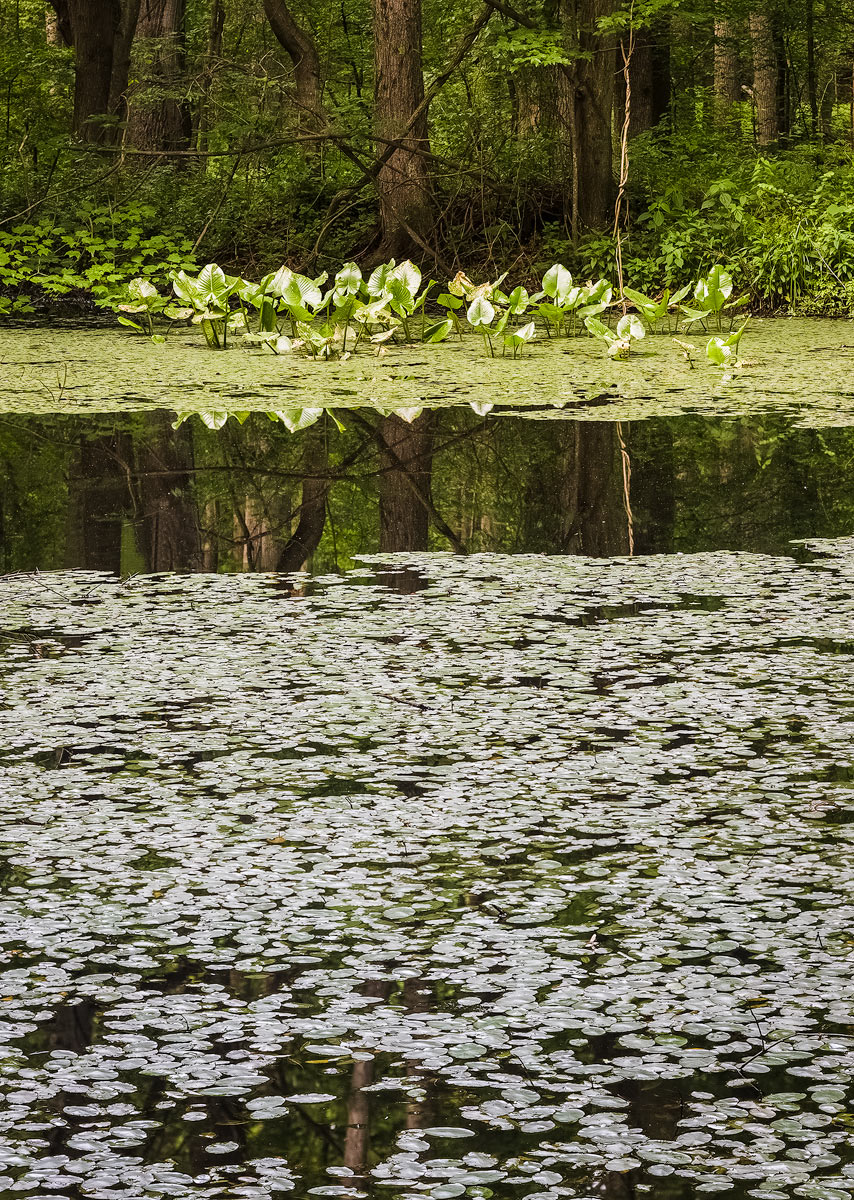 Hidden Pond