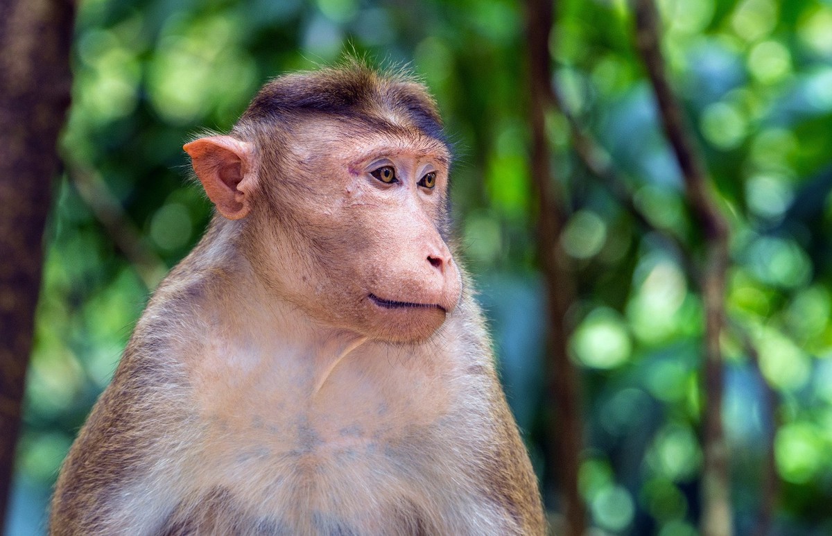 Bonnet Macaque Monkey