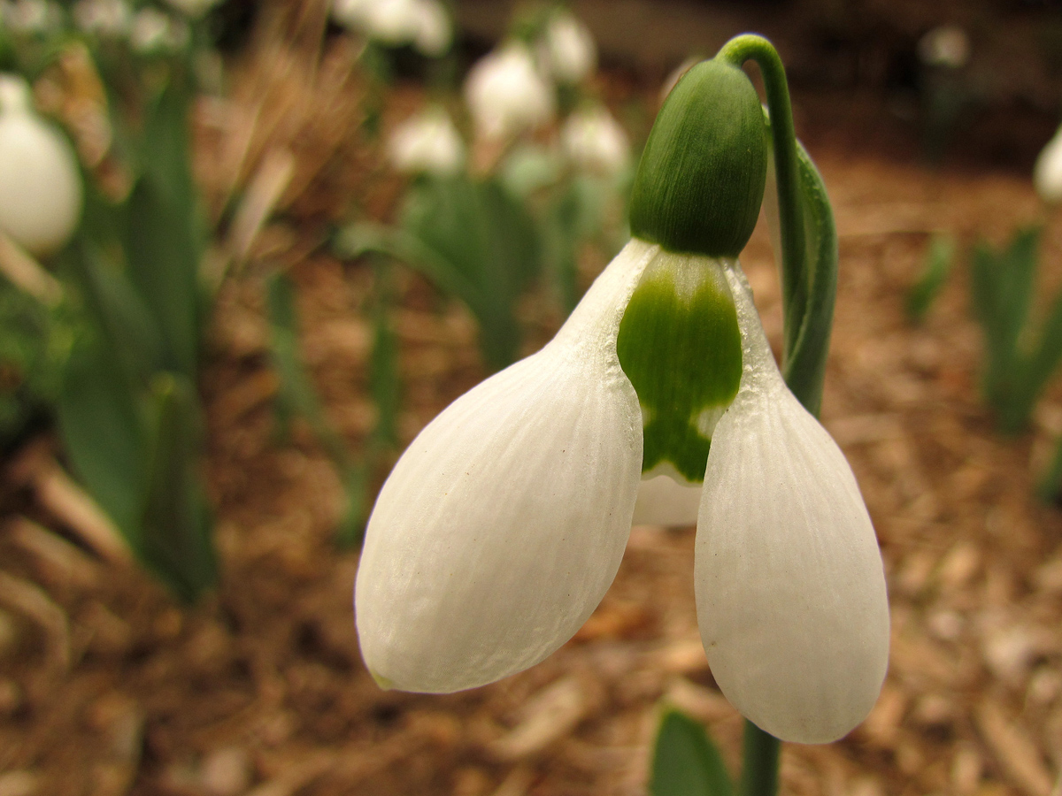 Spring is here! WC 612