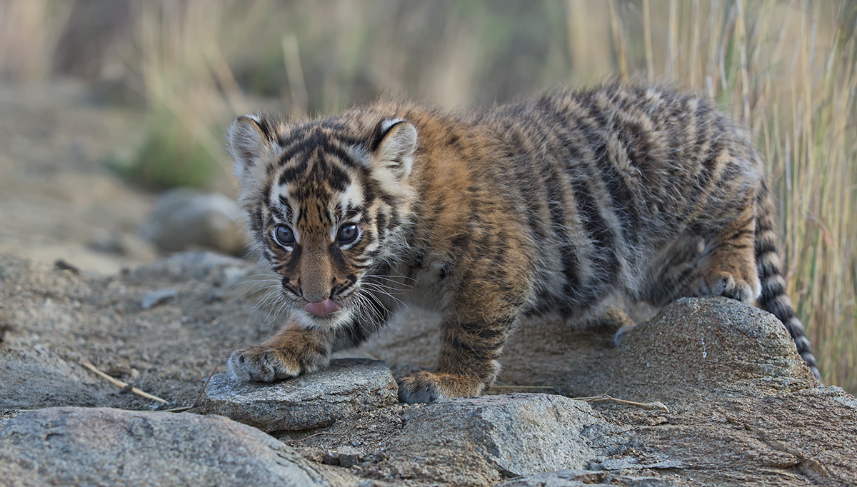 Another Cub