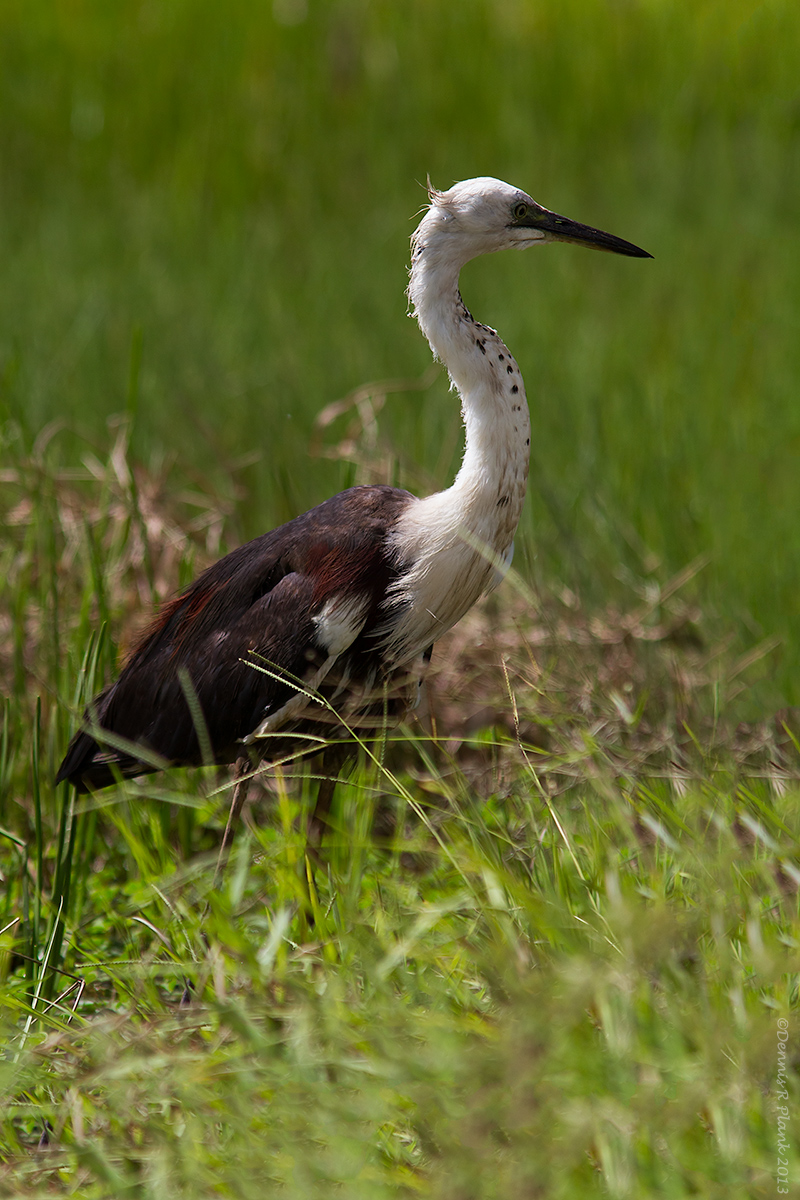 White-necked Heron