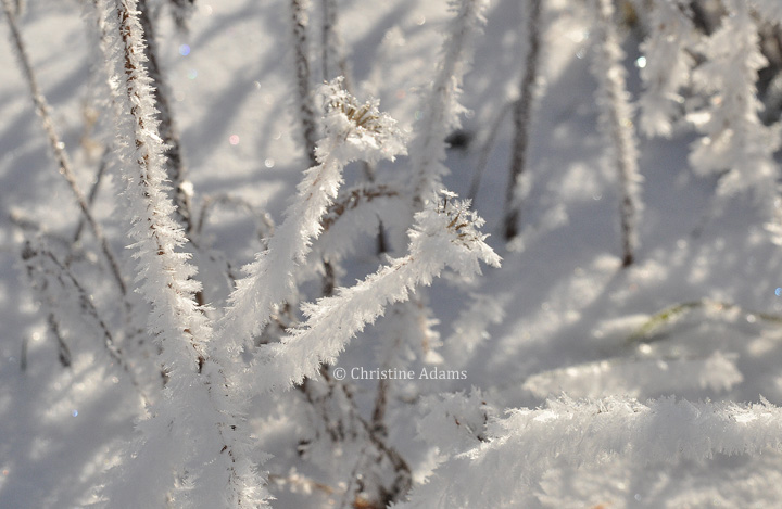 Frosted