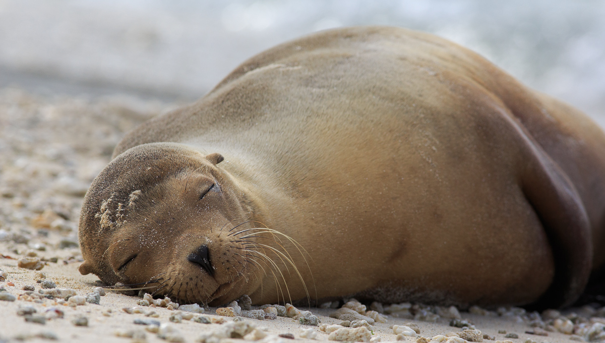 WC#612 Sea Lion