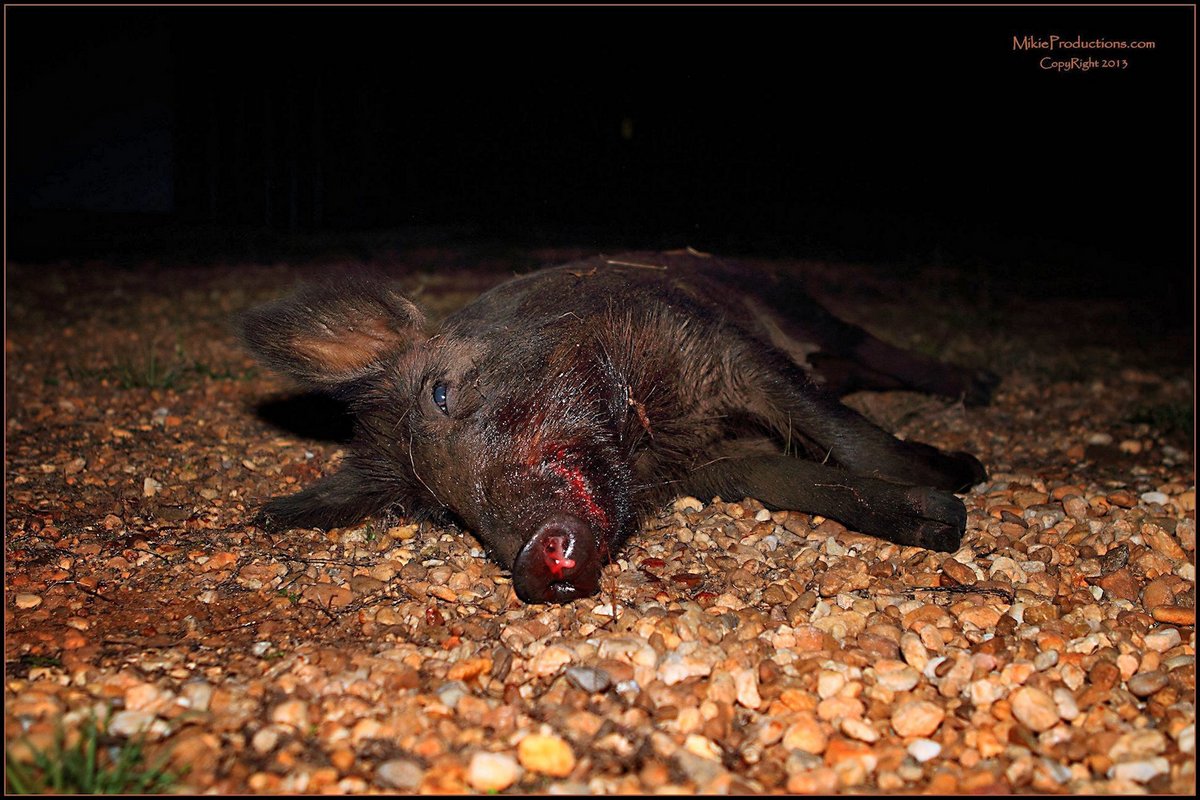 ‘Hog Wild’