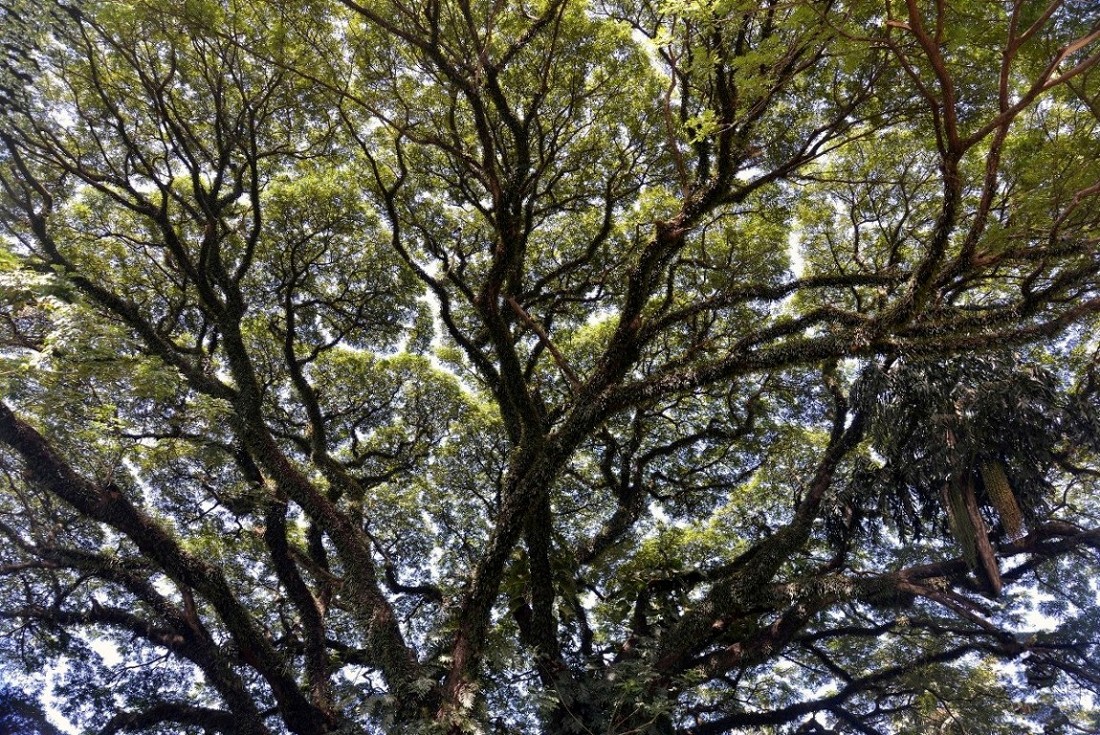Old Rain-Tree
