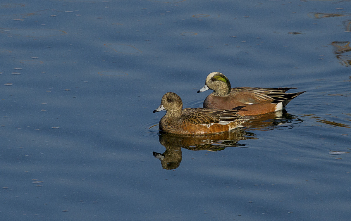 American Wigeon Pair