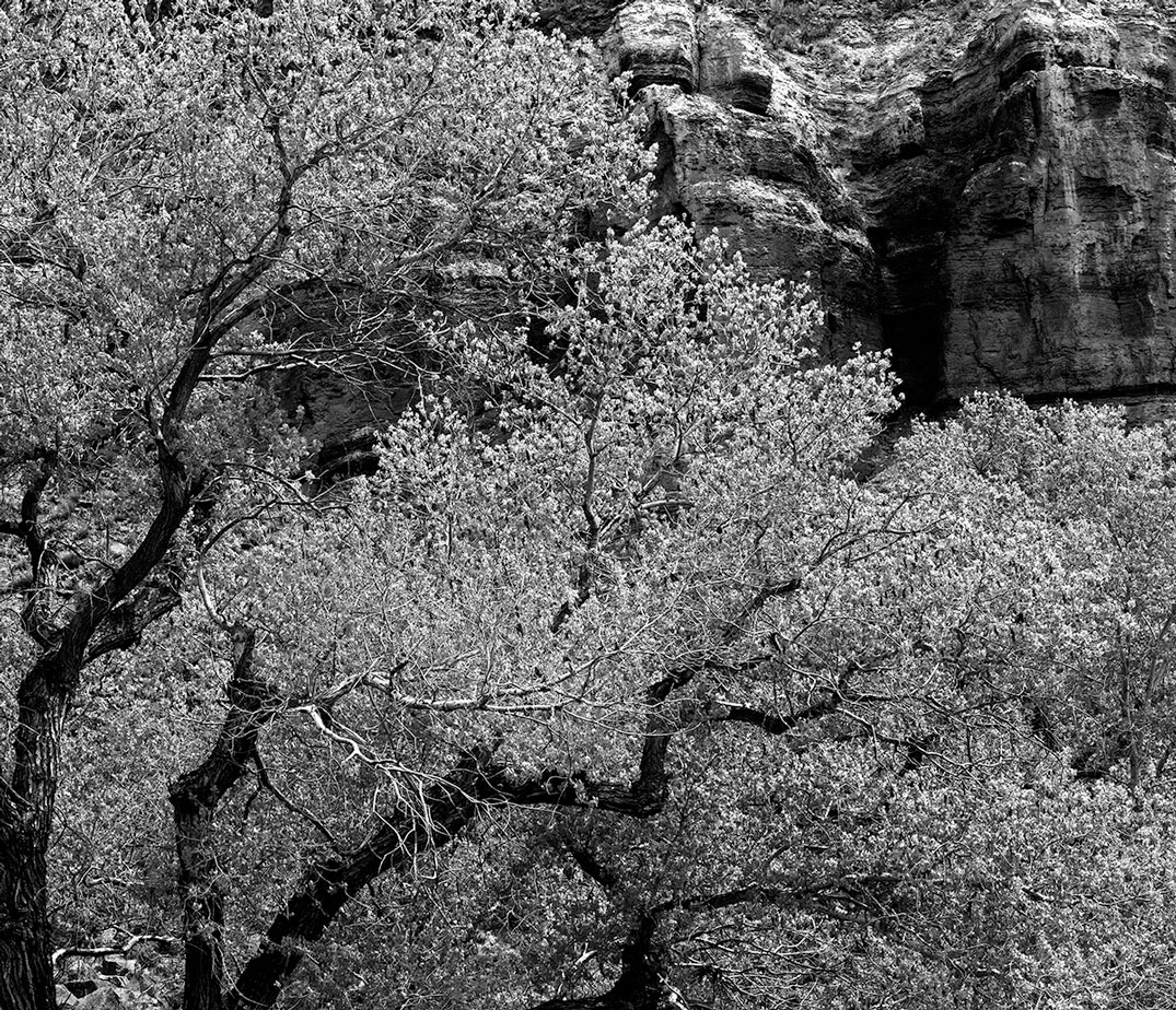Zion Cottonwoods