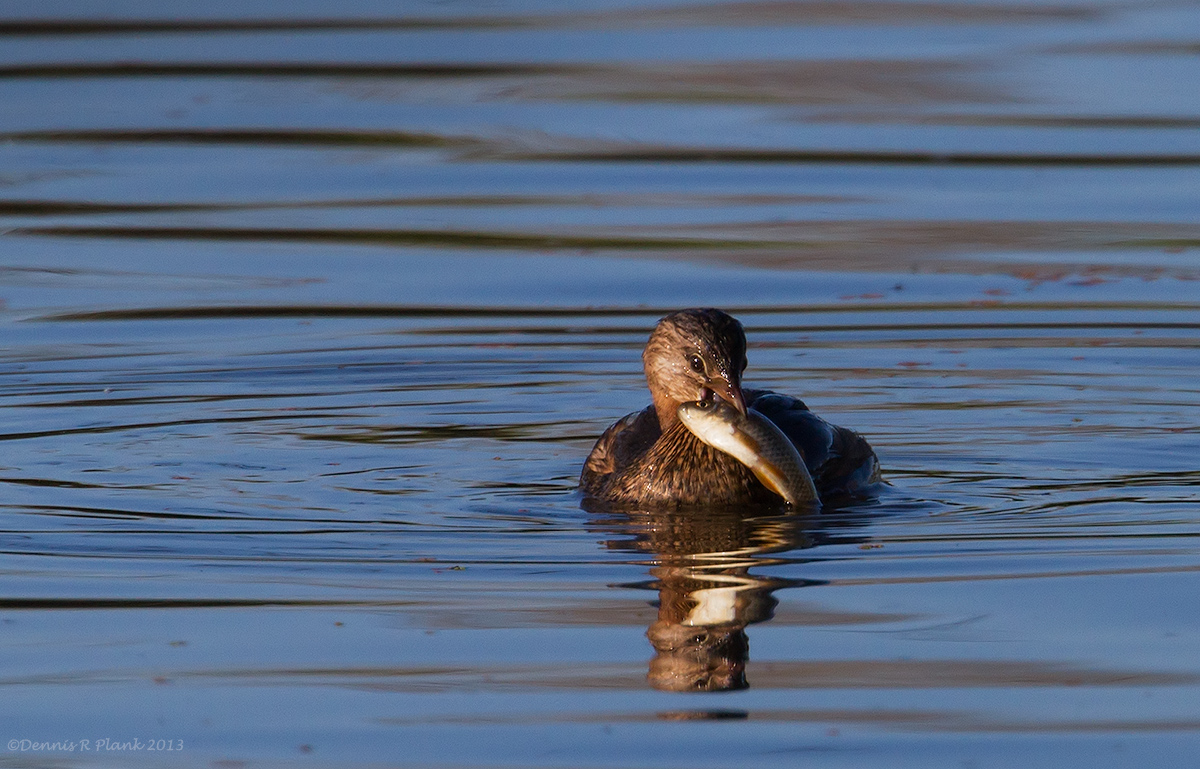 Pied-billed Grebe