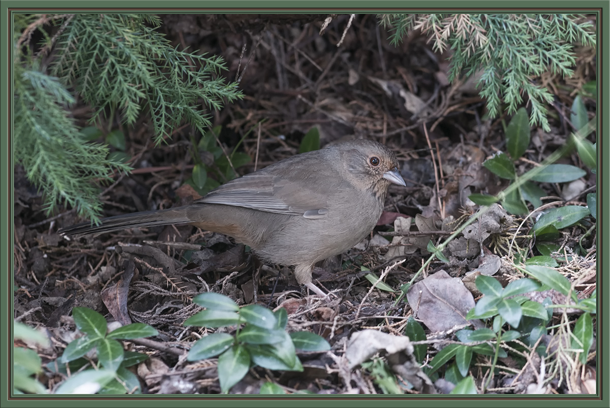 California Towhee