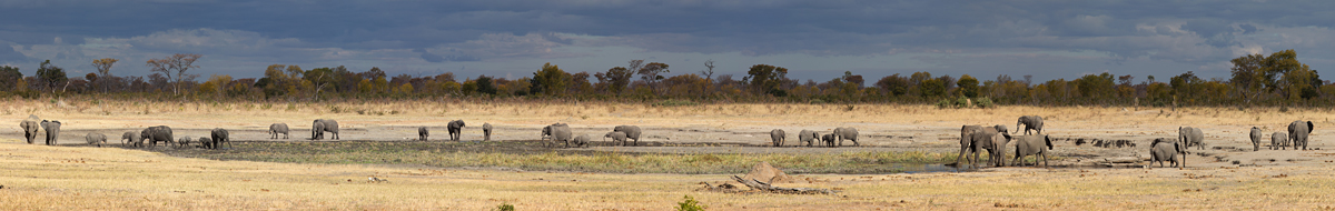 A Gathering of Elephants