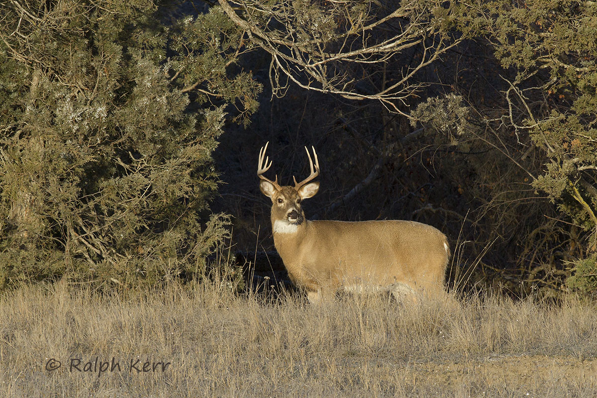 Framed Whitetail