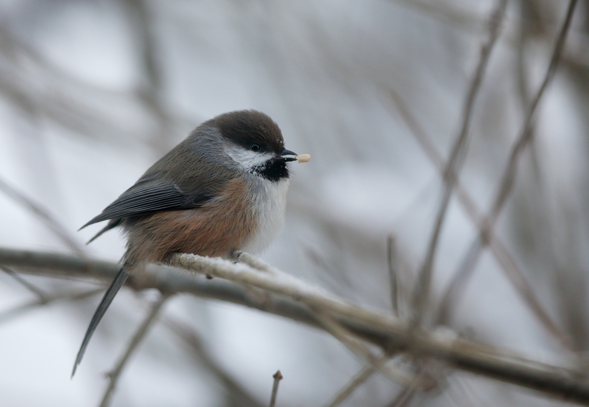 Boreal Chickadee