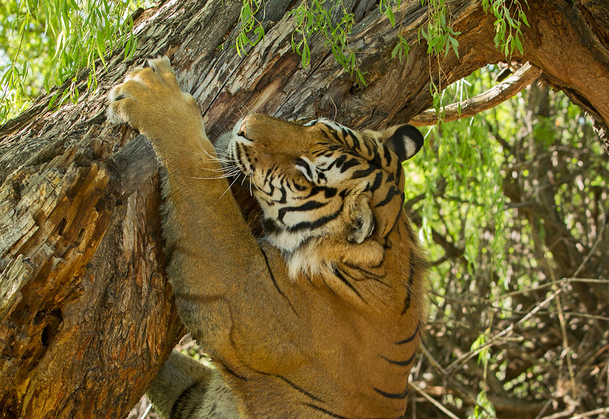 Tree Hugger