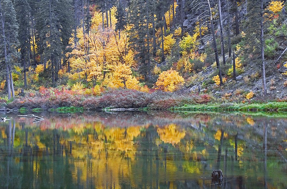 Serene Reflections + Repost