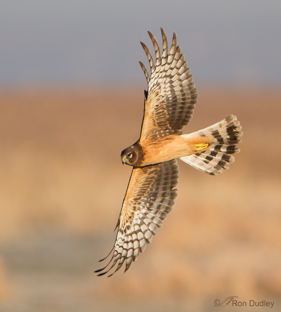 Northern Harrier