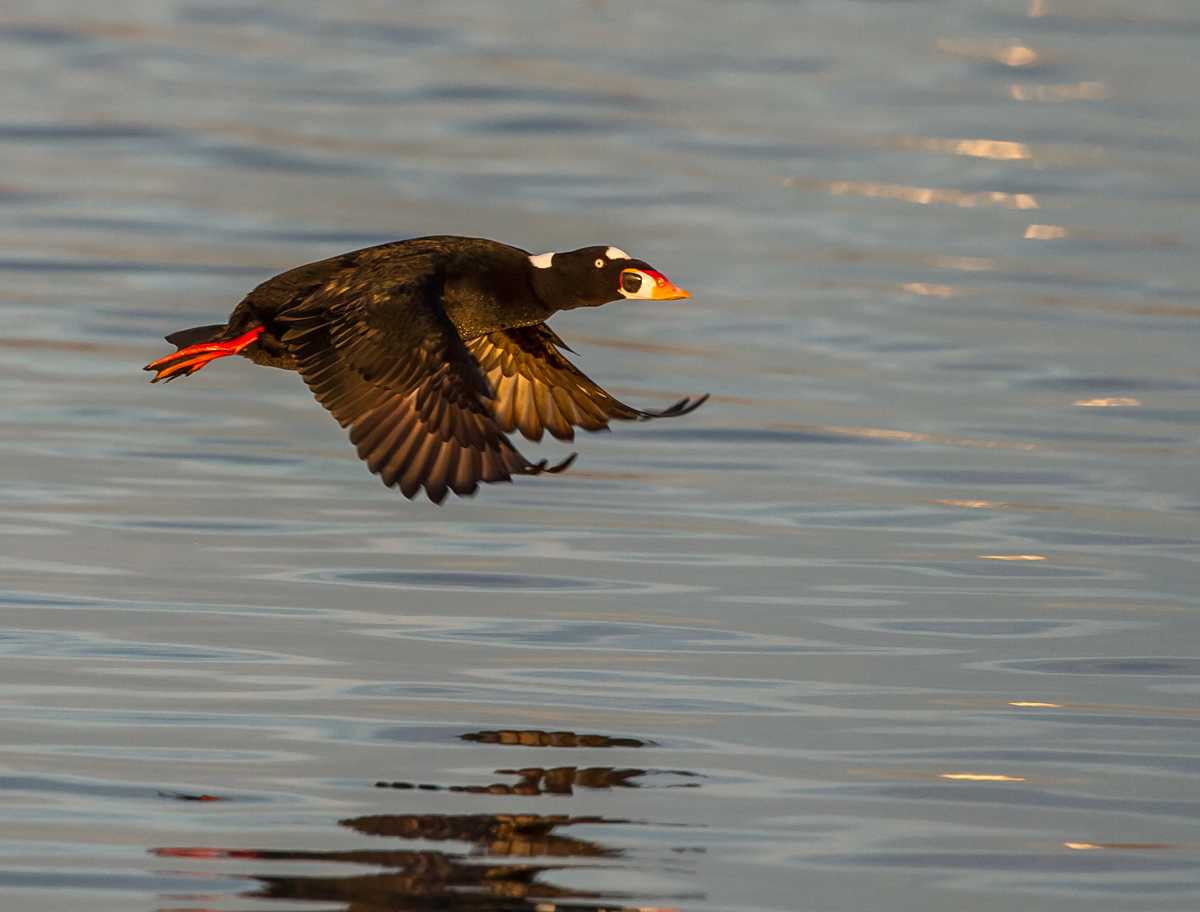 Male Surf Scoter