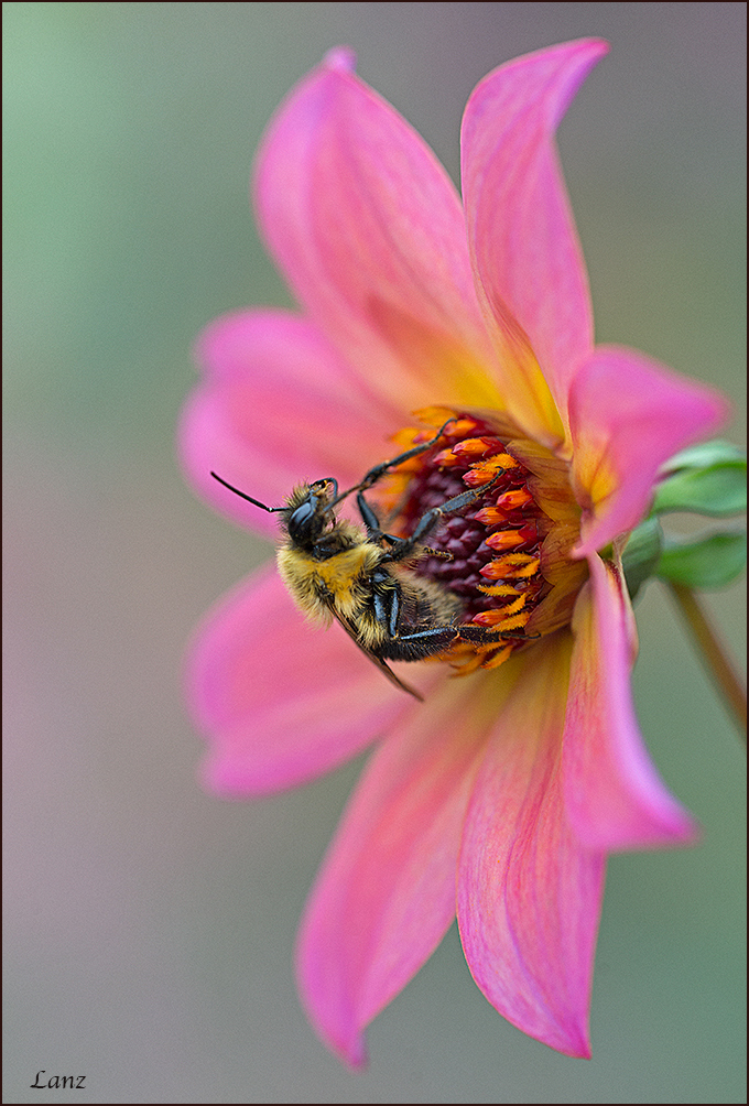 Addabee (+alt)