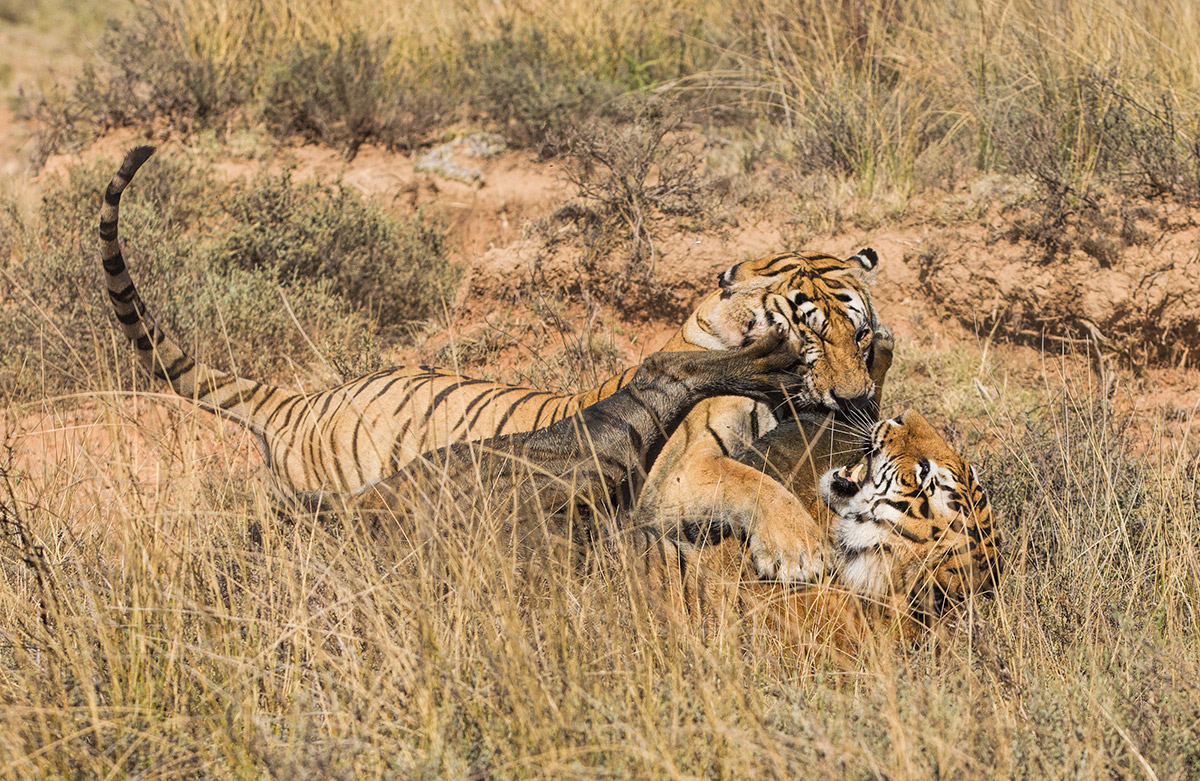 More Tiger Fighting