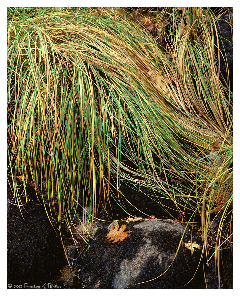 Merced River Grasses