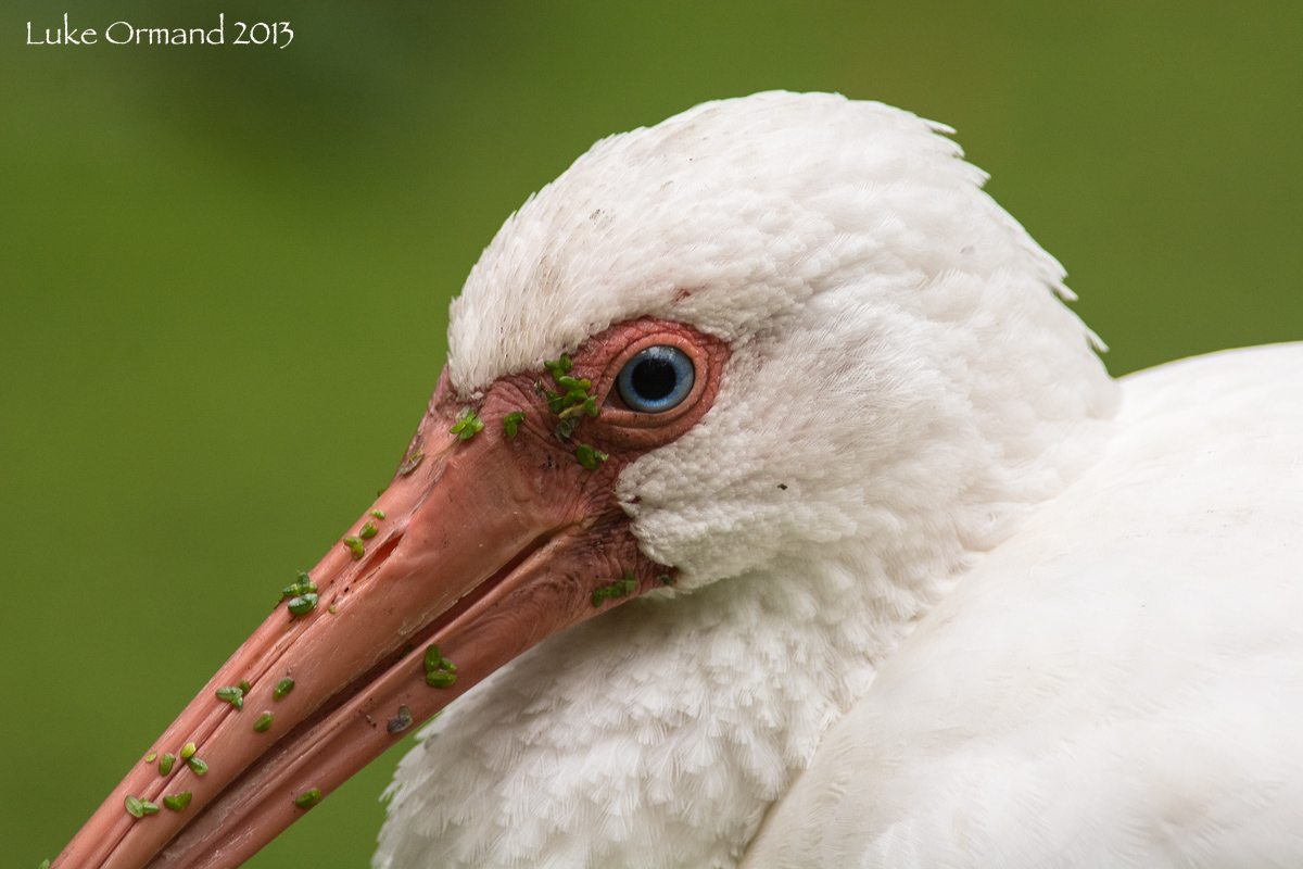 White Ibis
