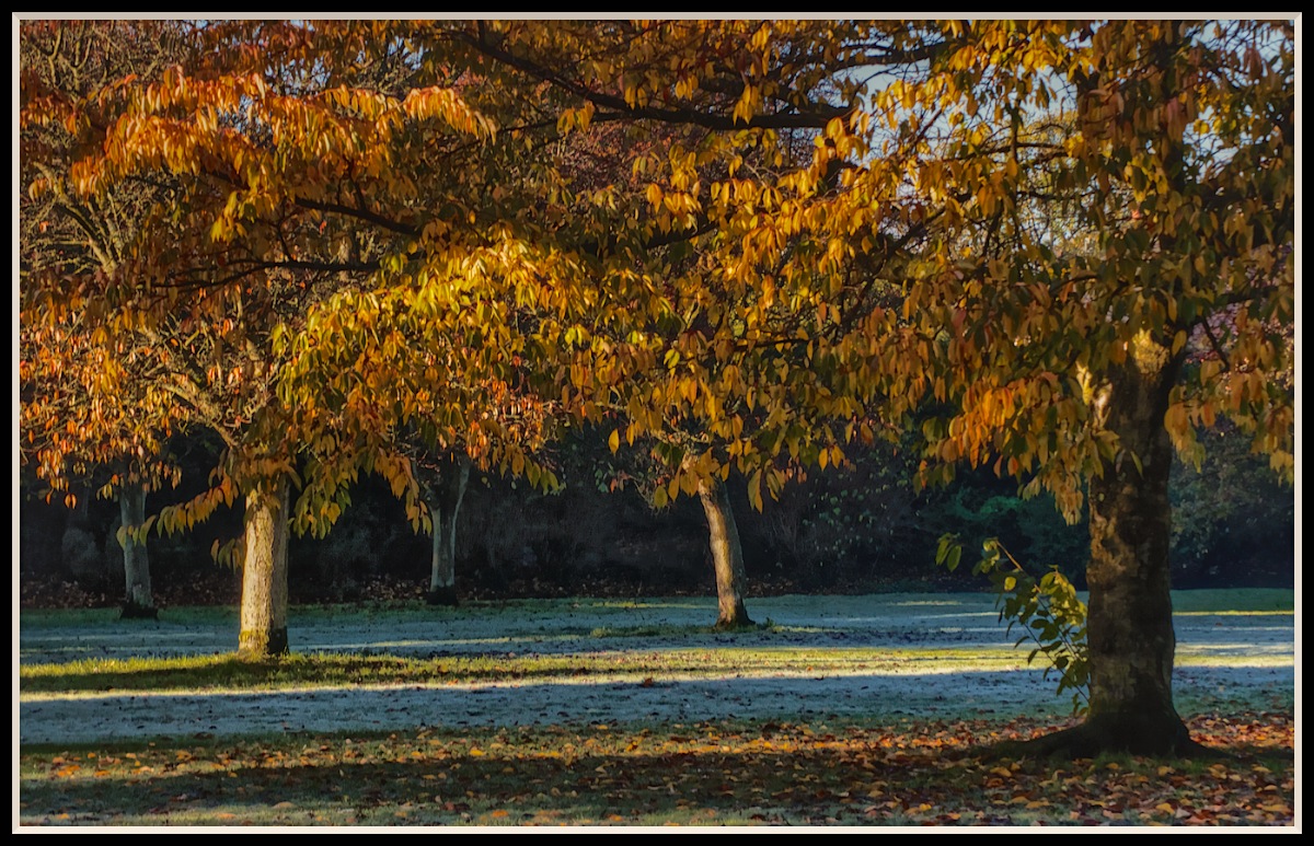 Autumn Glow