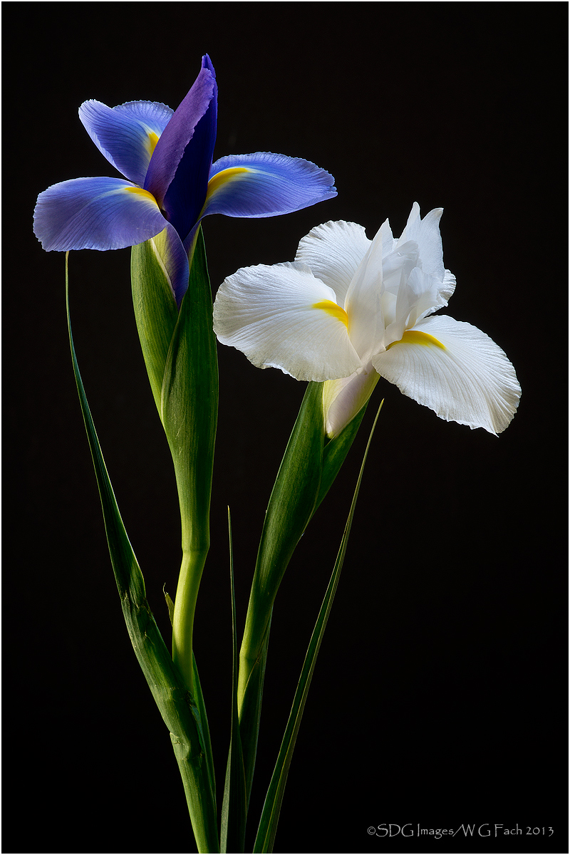 Duet