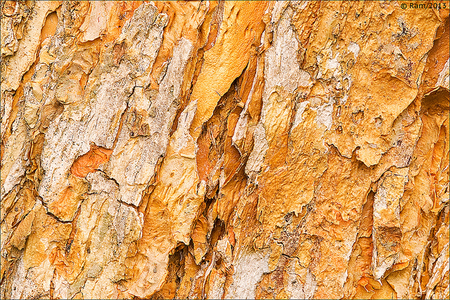 Tree Bark