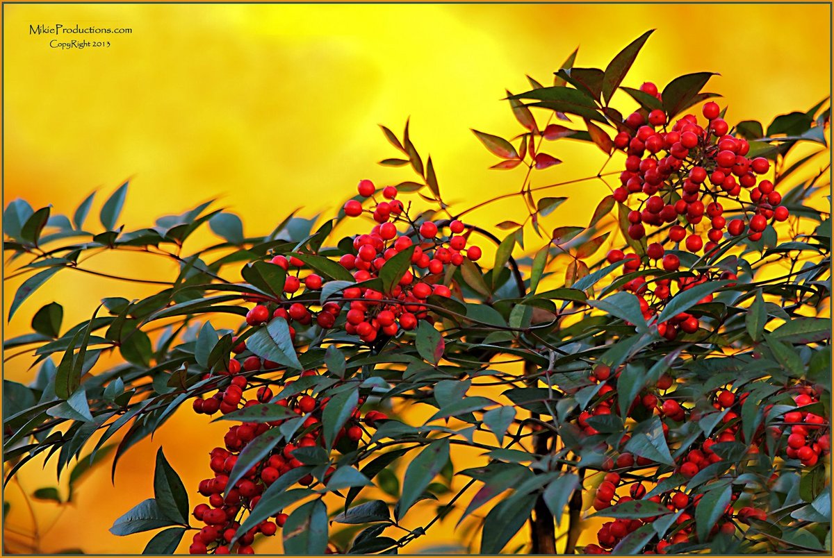 ‘Holly Holy’