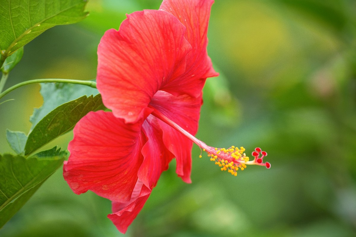Red Hibiscus