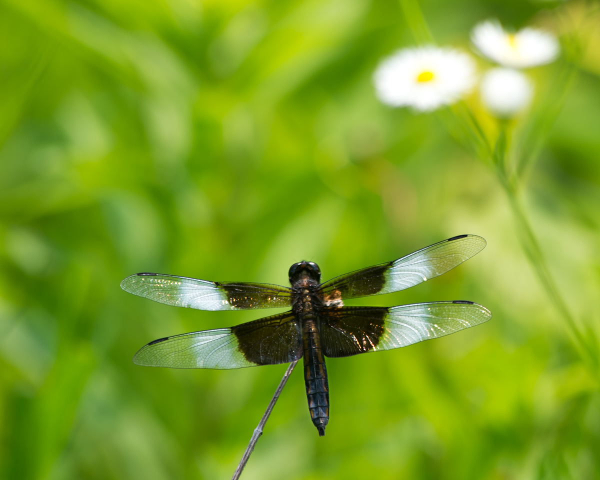 Widow Skimmer Dragonfly