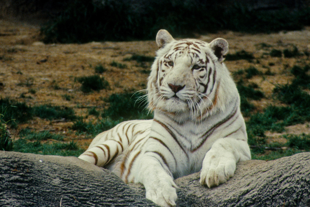 White tiger ?