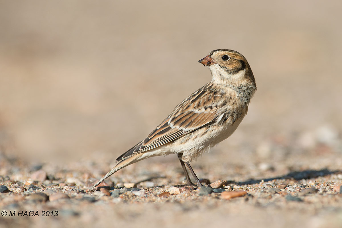Lapland Longspur