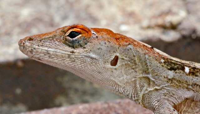 Resident lizard