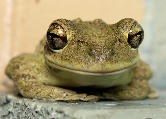 Smiling Frog