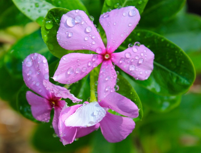 Vinca with water drops