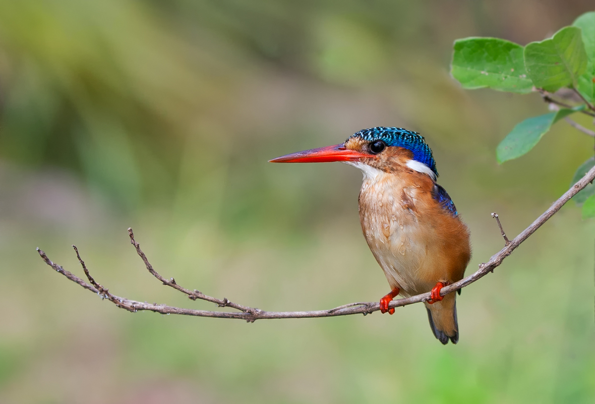 Malachite Kingfisher