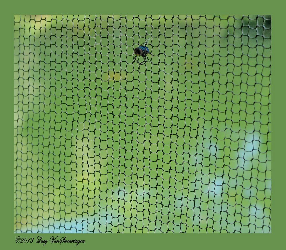 TRAPPED !!!