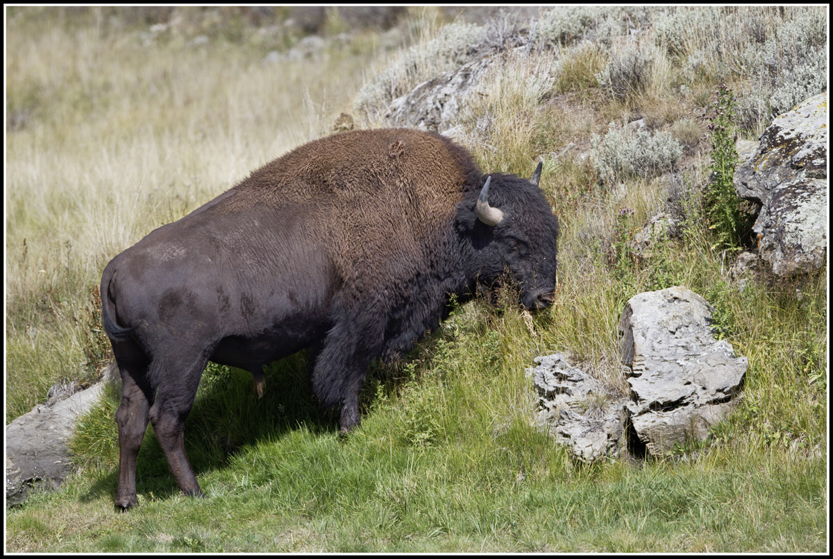Haydon Valley Bison